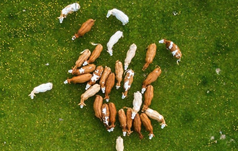 Troupeau de vaches vu du ciel